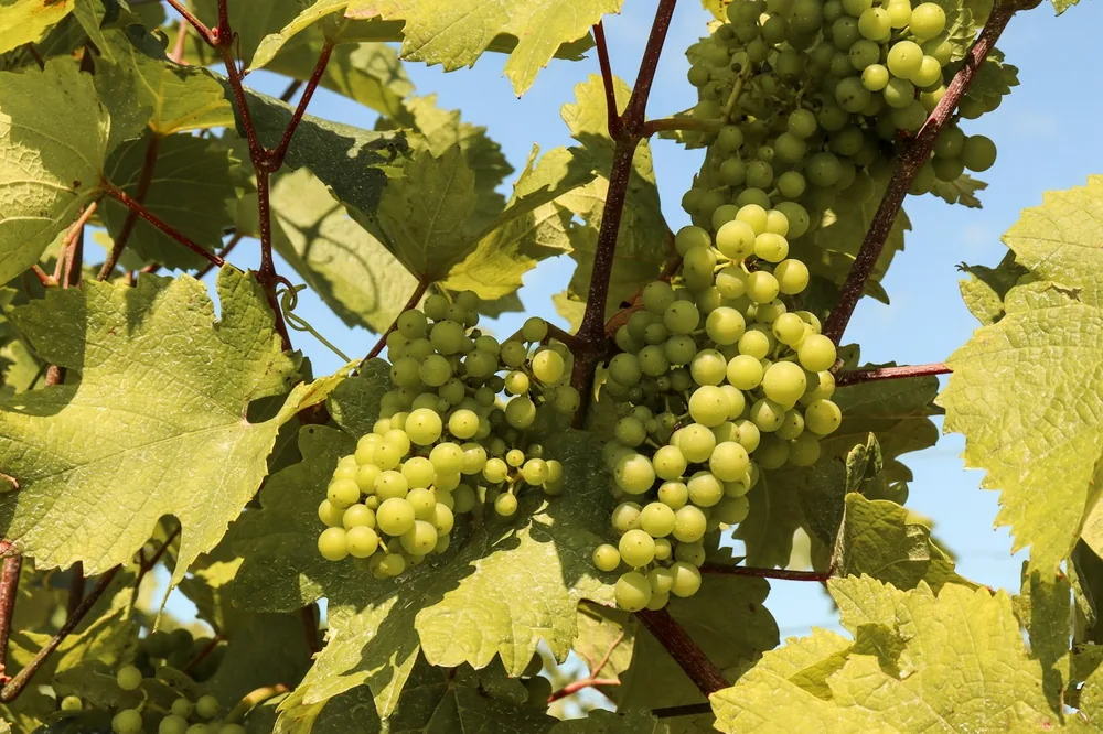 Green grapes on brown stem