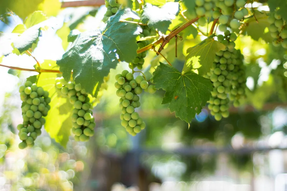 Green grapes on brown stick