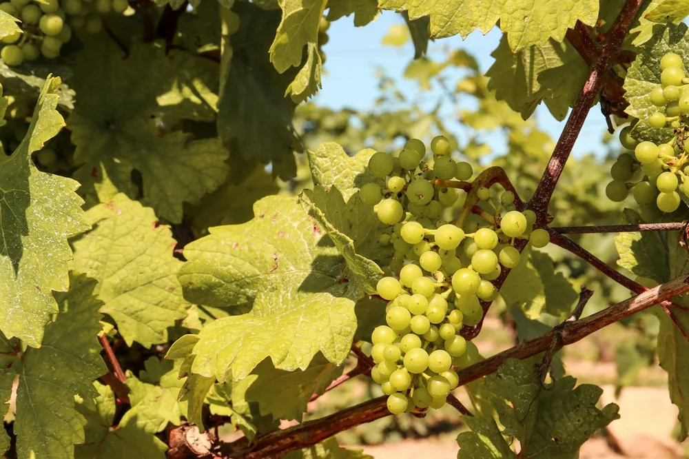 Green grapes on brown tree branch during daytime