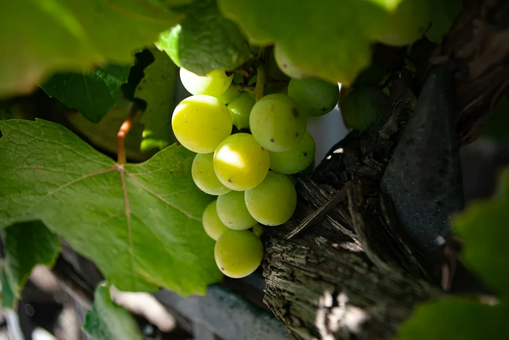 Green grapes on brown tree