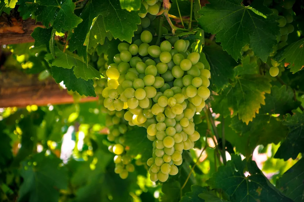 Green grapes on green leaves