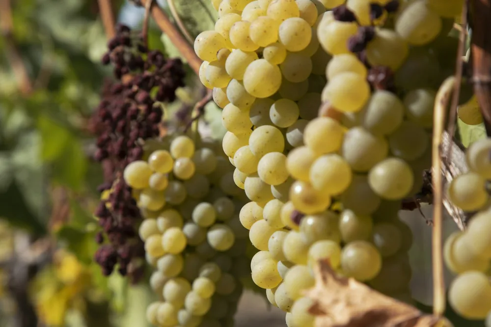 Green grapes on green stem
