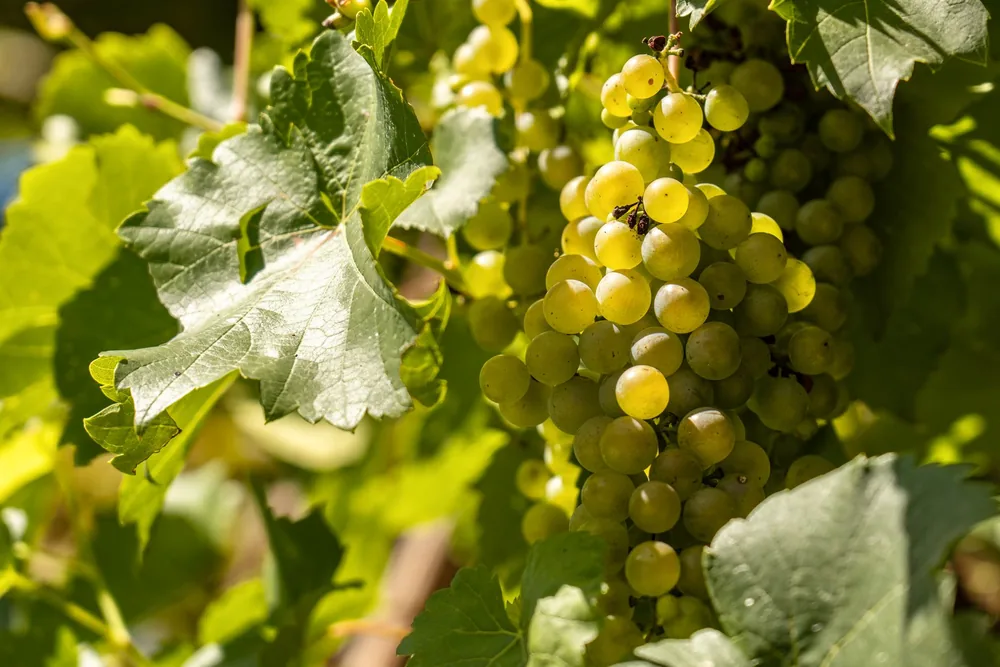 Green grapes on the vine, basking in summer sunlight, illustrating nature's abundance