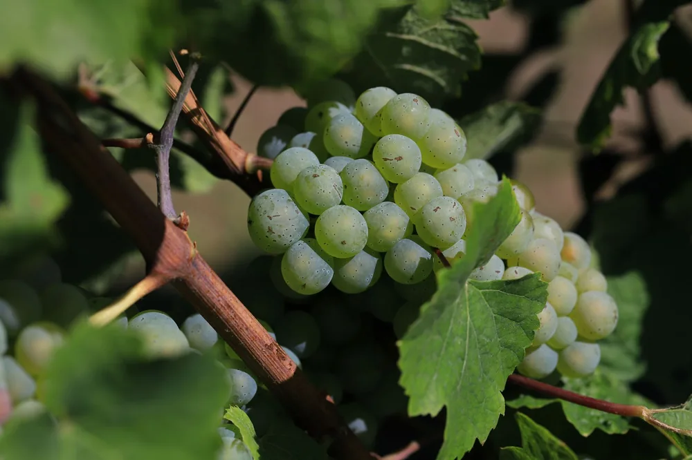 Green grapes on the vine, capturing the essence of vineyard harvest