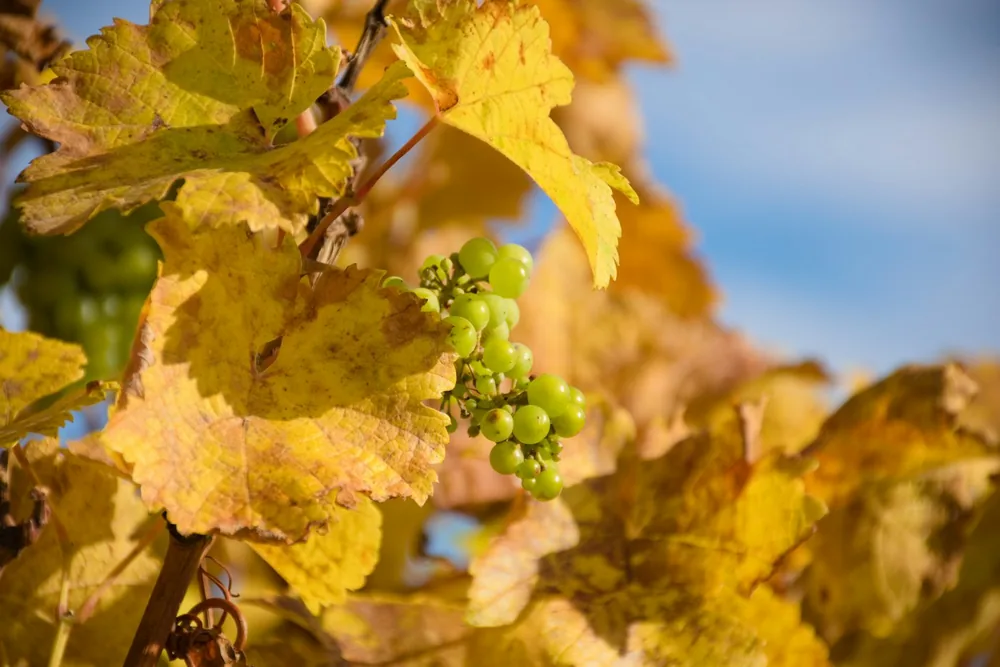 Green grapes on tree branch during daytime