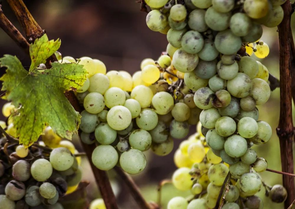 Green grapes on vine, showcasing ripe, fresh grapes for harvest