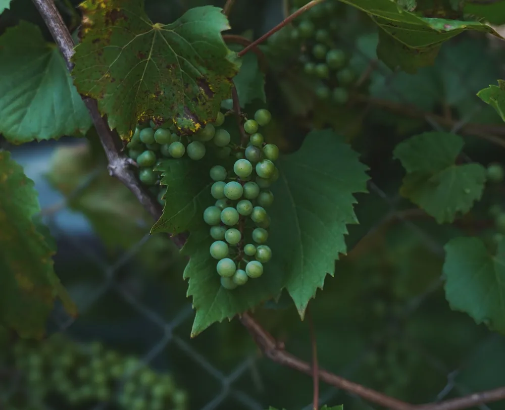 Green grapes on vines, perfect for winemaking themes