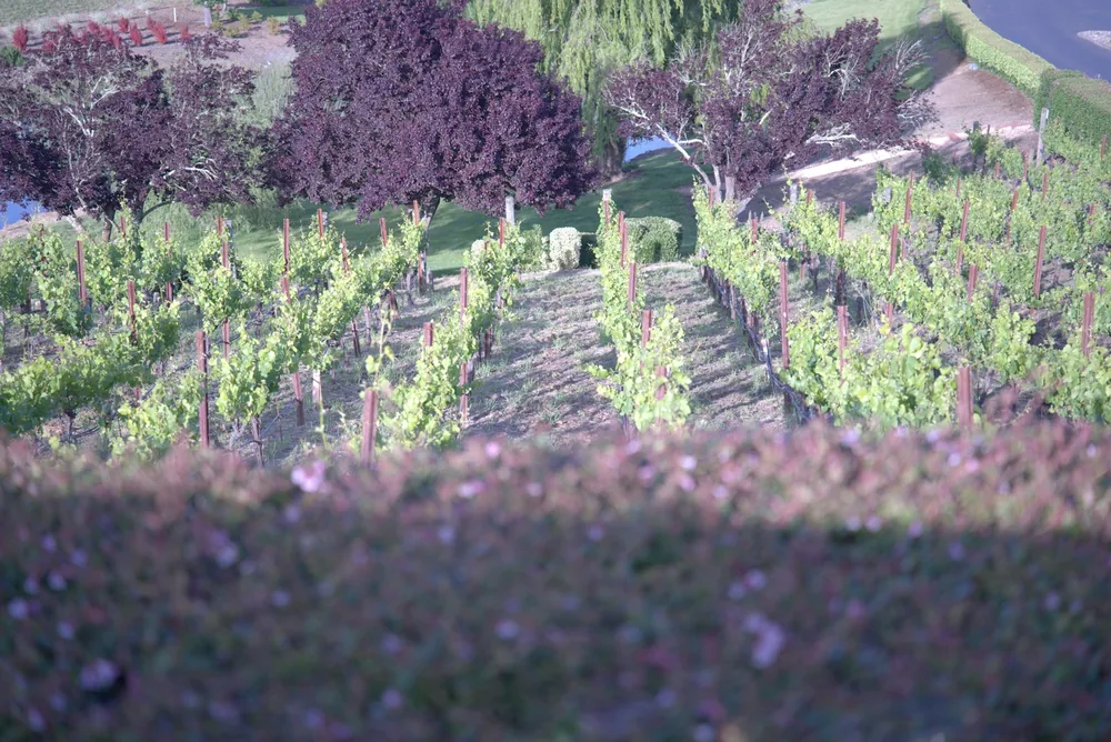 Green grapevines grow in neat rows within a sunny vineyard