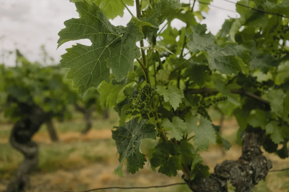 Green grapevines growing in a vineyard