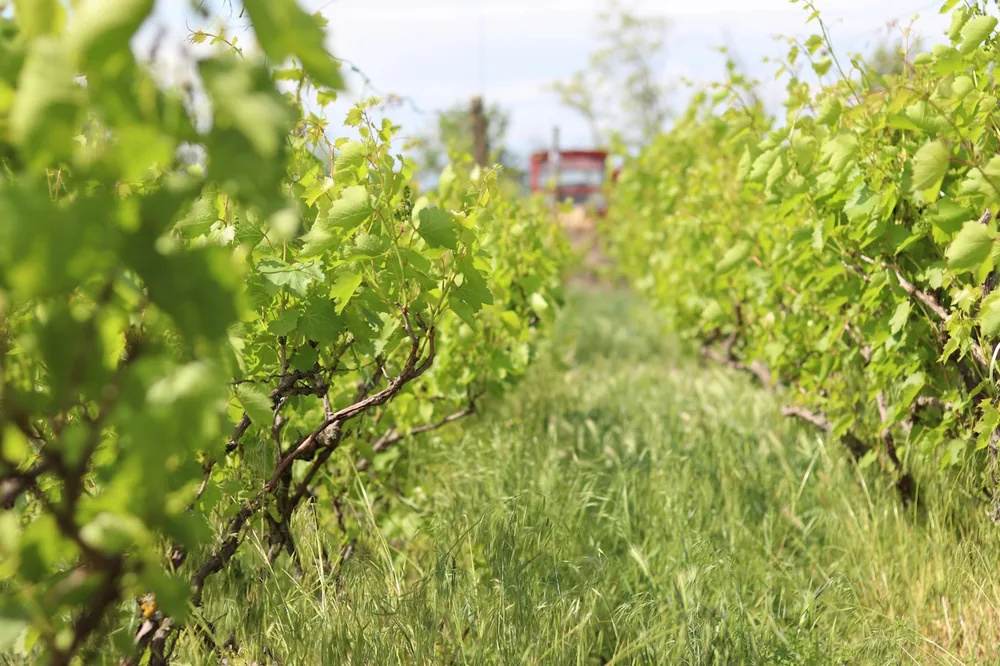 Green grapevines in a vineyard with tall grass