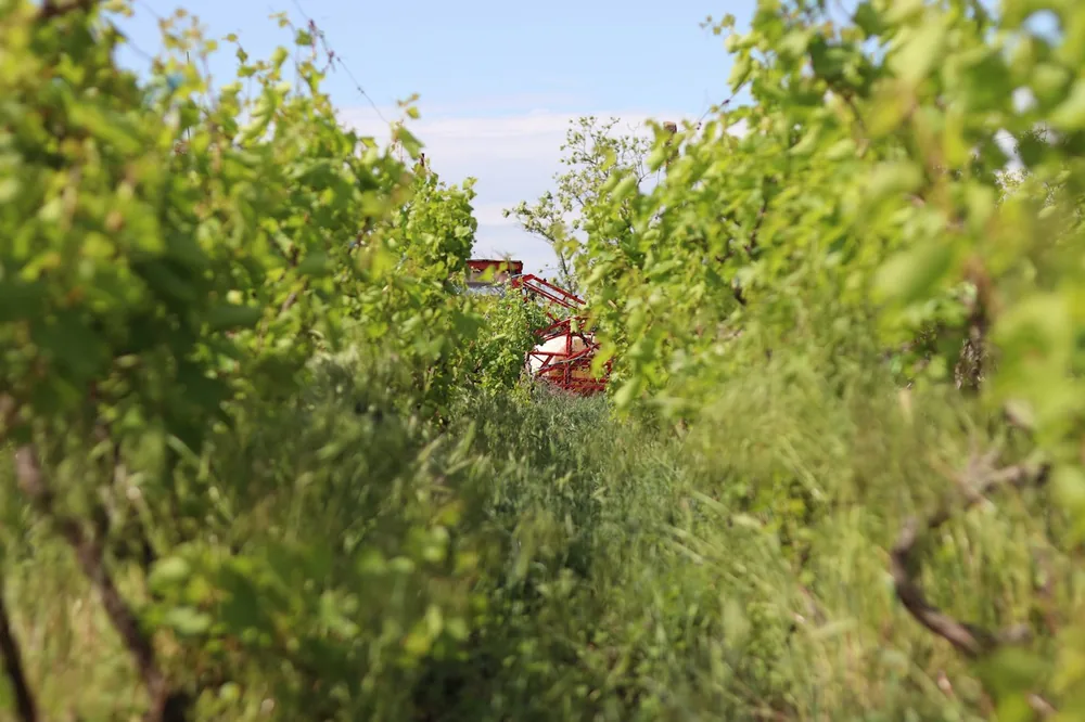 Green grapevines stretching into the distance under a clear sky