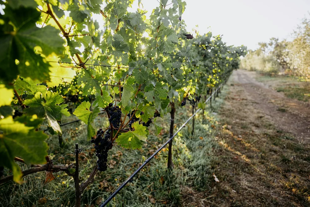 Green grapevines with dark grapes in a sunny vineyard