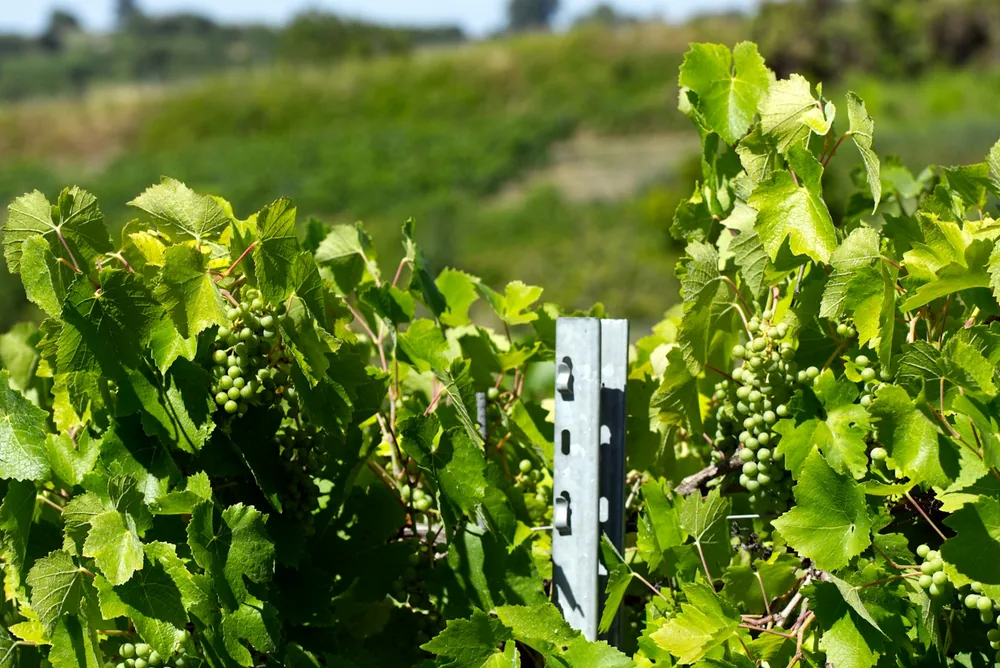 Green grapevines with unripe grapes in a vineyard