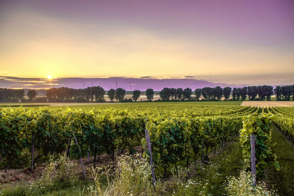 Green grass field during sunset