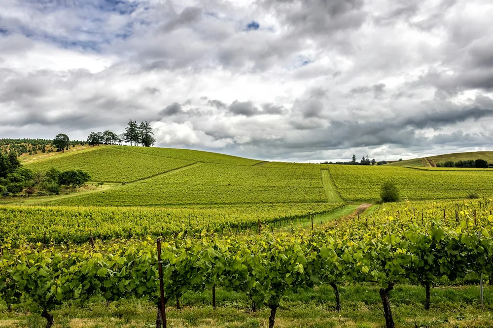 Green grass field under cloudy sky during daytime