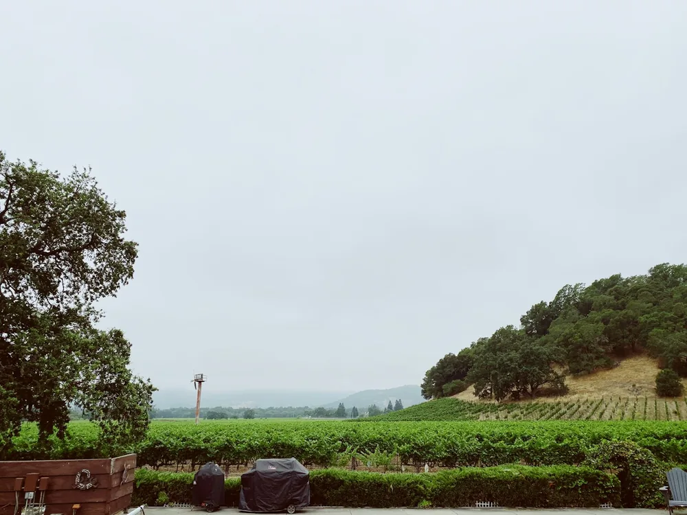 Green grass field under white sky during daytime