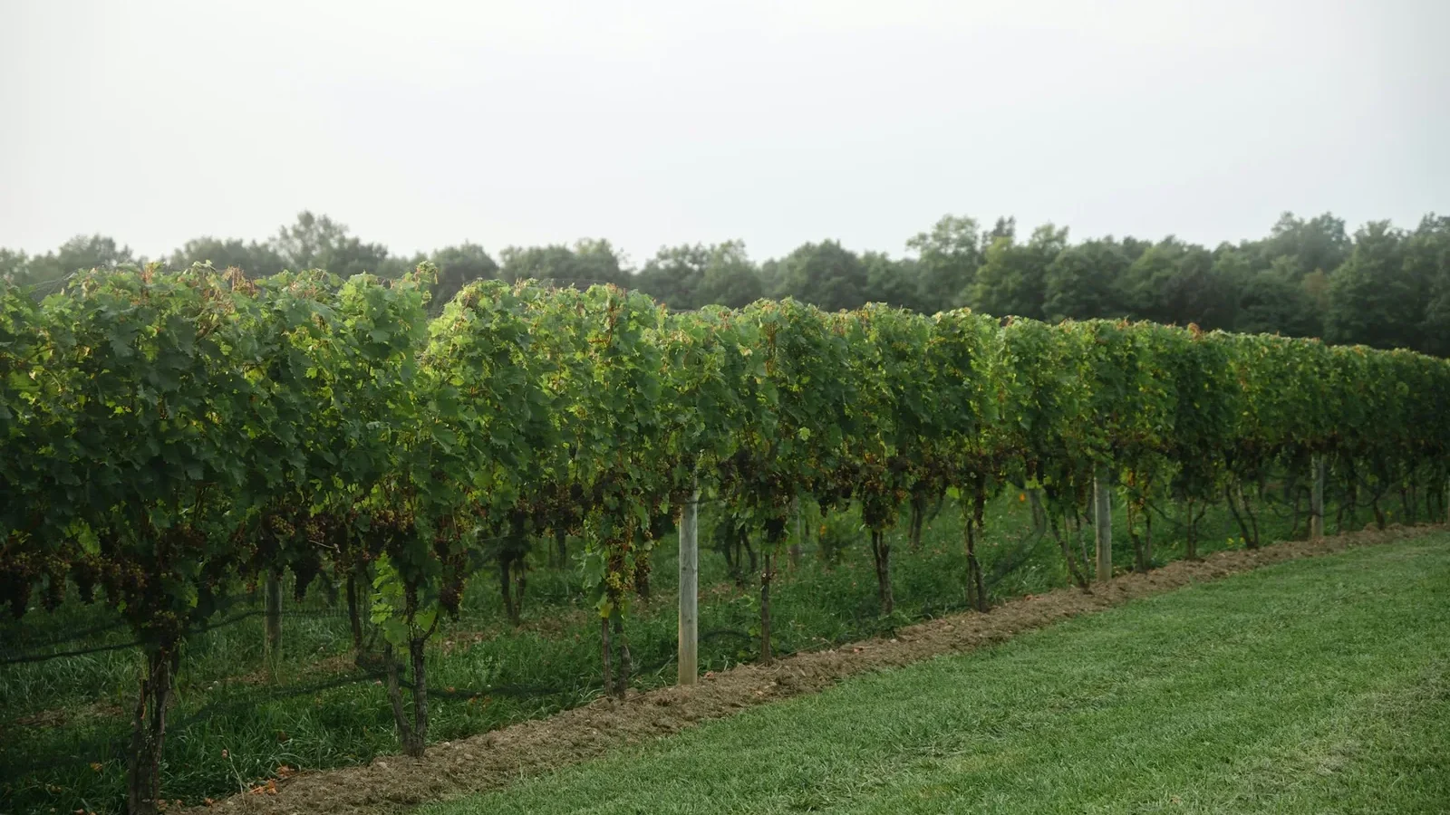 Green grass field with trees