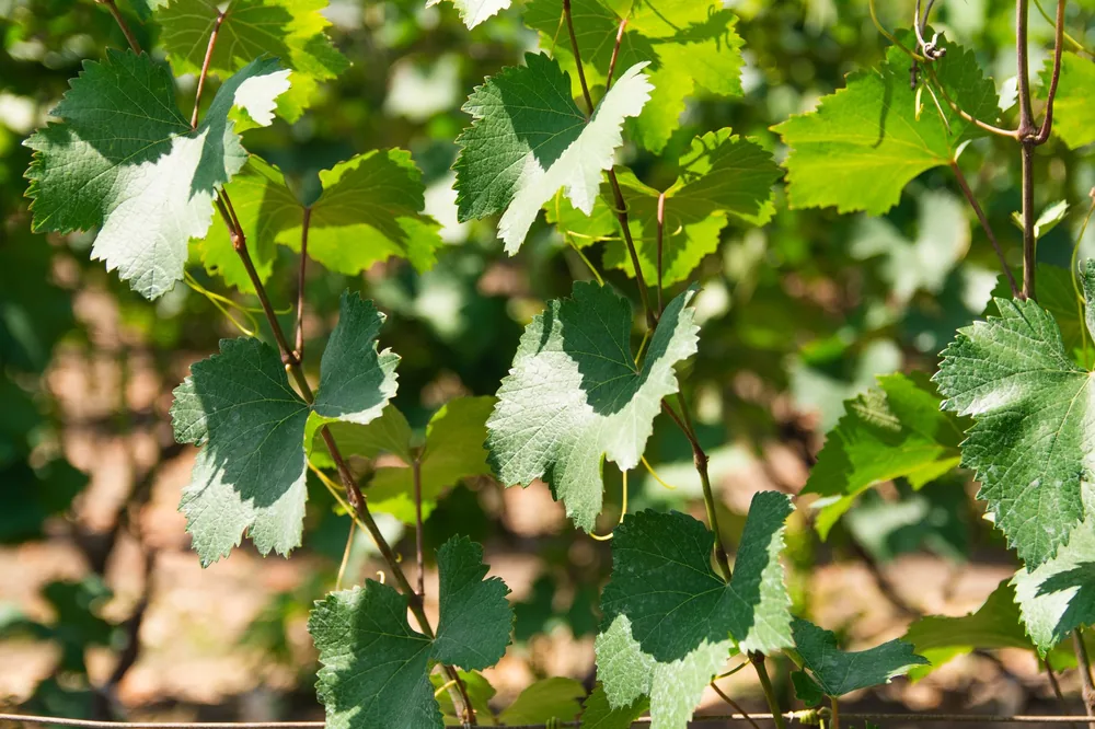 Green leaves in a sunlit vineyard, capturing the essence of nature's beauty