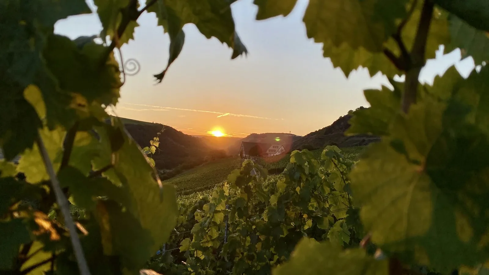 Green leaves on mountain during sunset