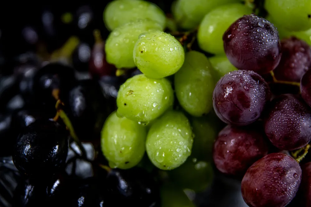 Green, red, and black grapes with water droplets showcase freshness and appeal