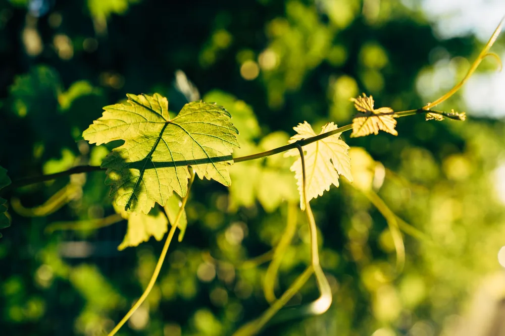Green vine leaves in sunlight, showcasing natural beauty and growth