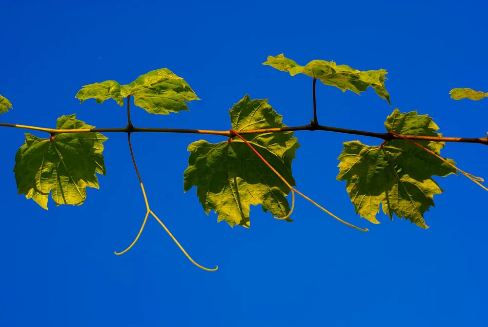 Green vine leaves stand out against a clear summer sky
