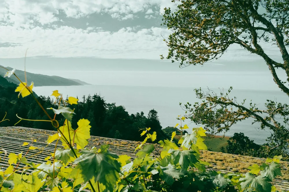 Green vines overlook a calm, misty ocean landscape