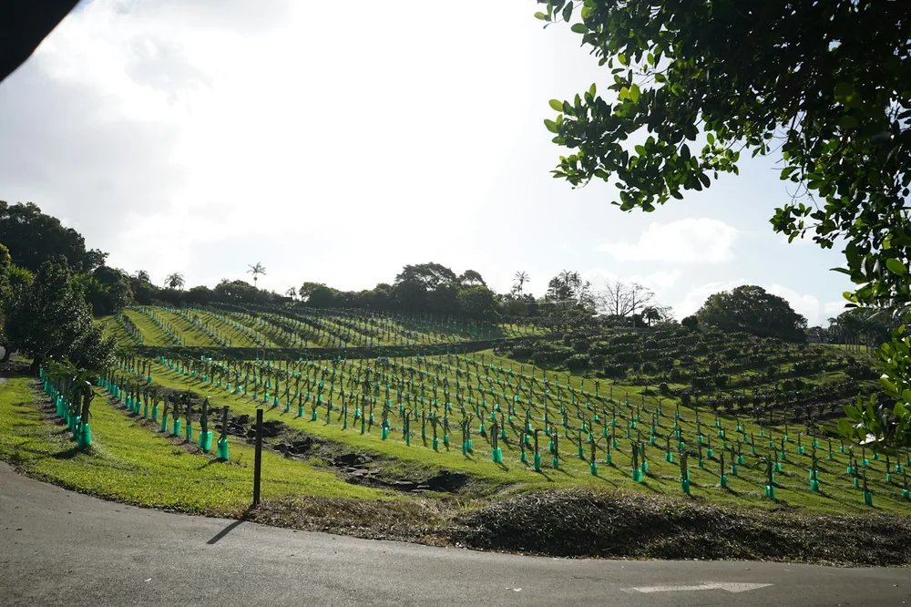 Green vineyard rows stretch across a sunny hillside