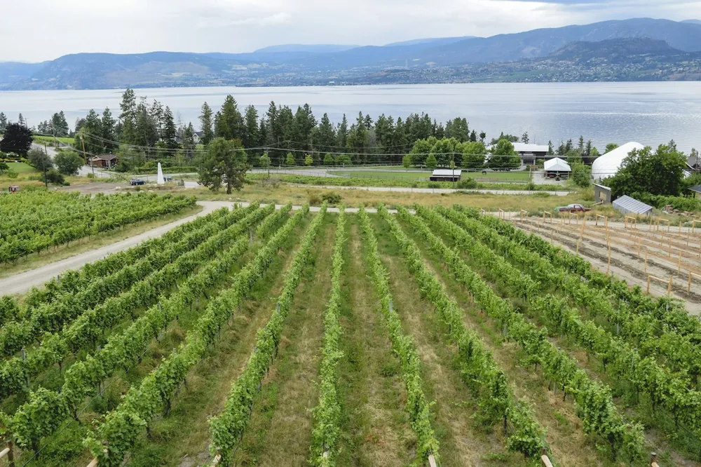 Green vineyard rows stretch towards a large lake and mountains