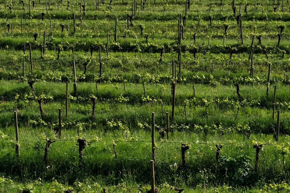 Green vineyard rows thriving under the summer sun, showcasing nature's beauty