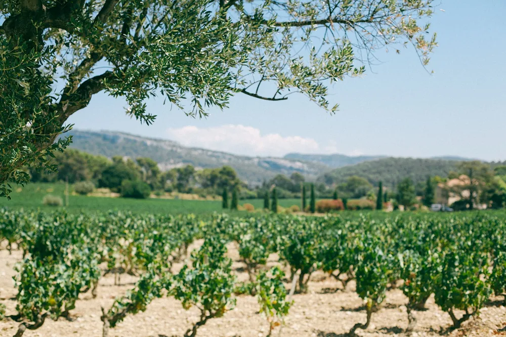 Green vineyard with grape bushes growing on dry ground near high mountains on sunny day