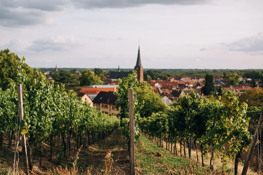 Green vineyard with lush vegetation near city under cloudy sky