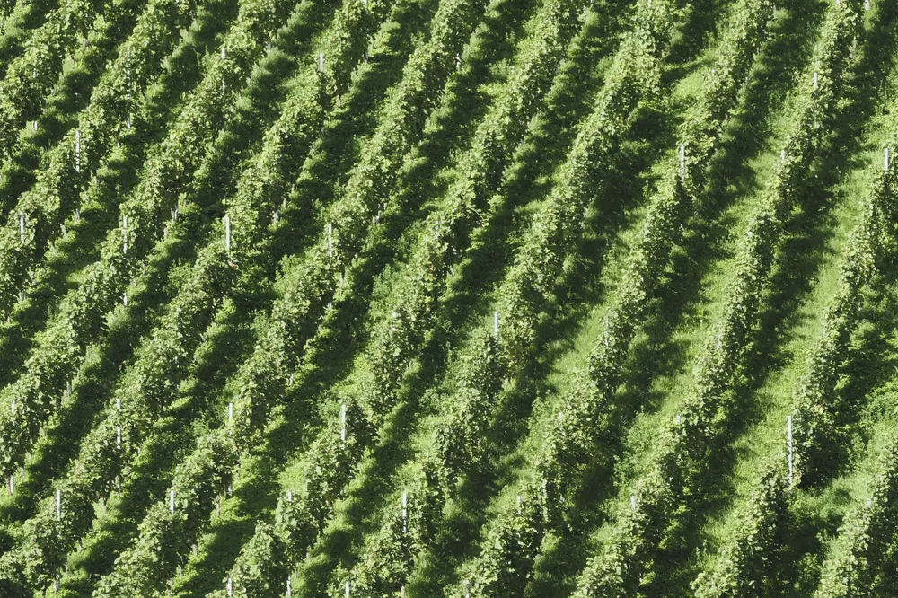 Green vineyard with symmetrical rows and lush grapevines