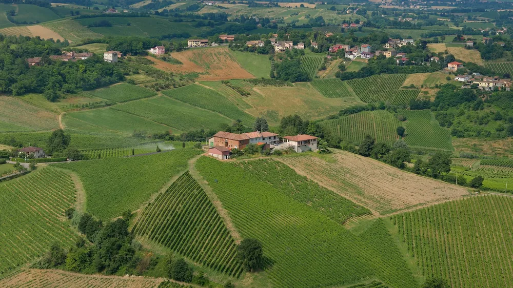 Green vineyards and a farmhouse on rolling hills