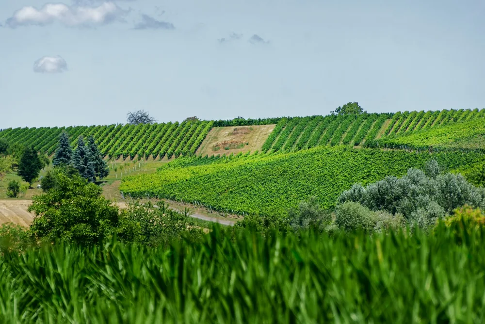 Green vineyards stretch across rolling hills under a blue sky