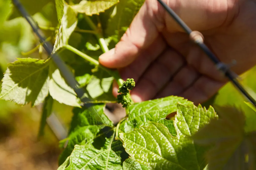 Hand examining young grapevines in a vineyard during summer