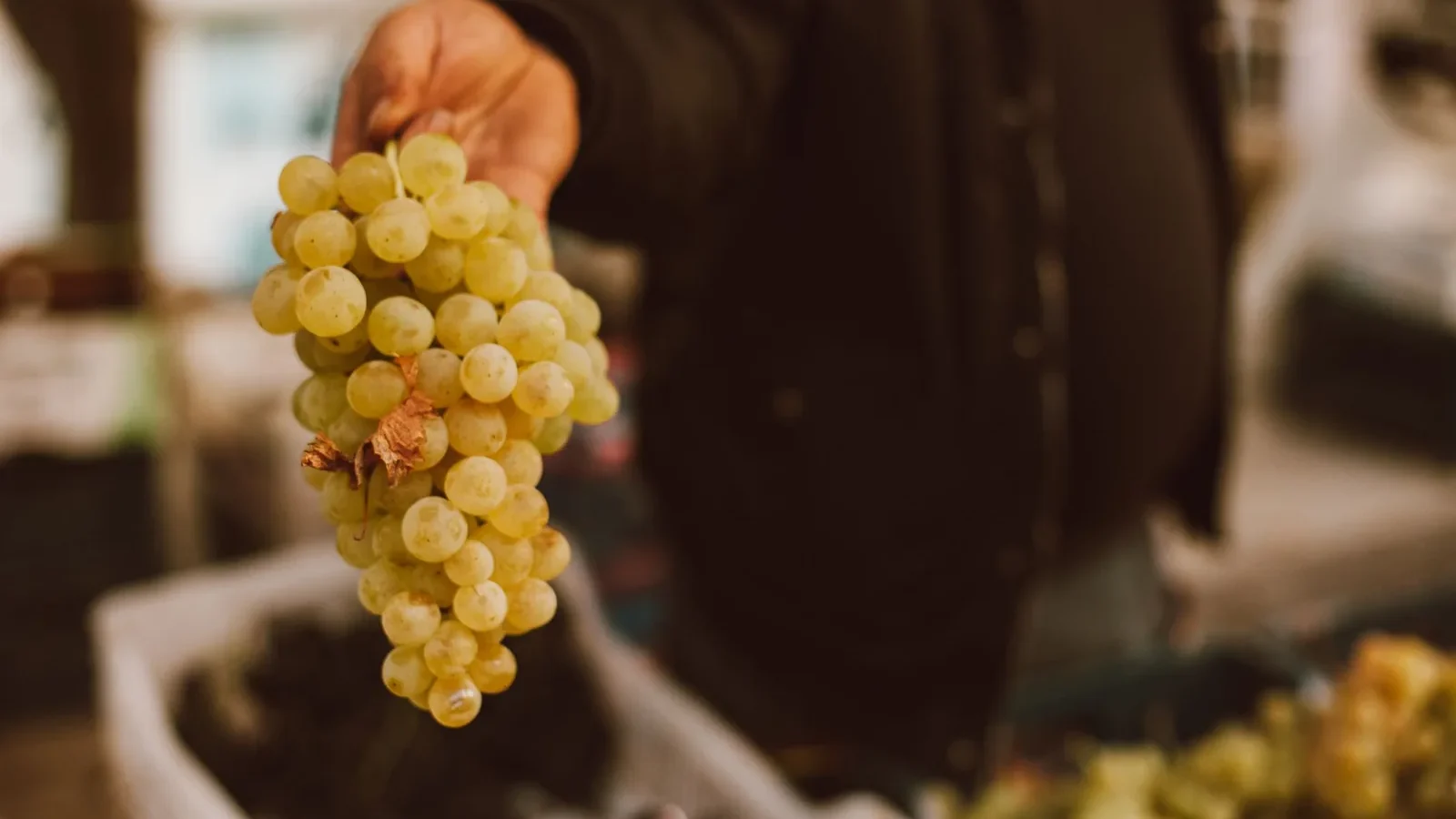 Hand offering a bunch of fresh, organic grapes at a market. Blurred background for focus