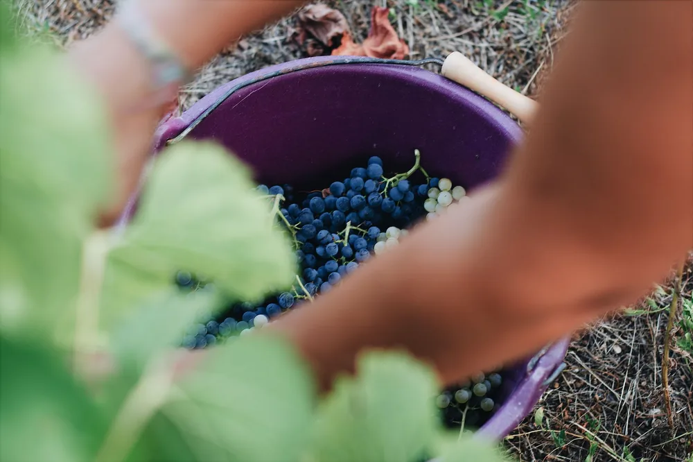 Hands harvesting grapes into a bucket in a vineyard, embodying autumn harvest