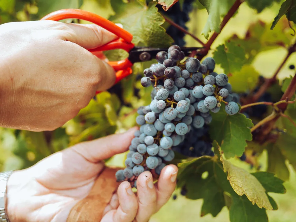 Hands harvesting ripe grapes in a vineyard with green leaves