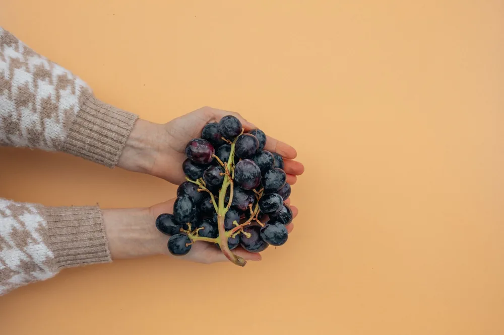 Hands holding a fresh bunch of ripe grapes against a peach background