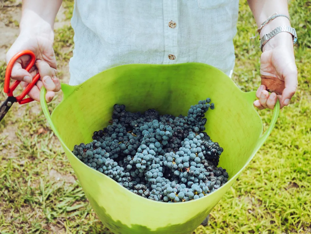 Hands holding a green basket filled with harvested grapes in a vineyard