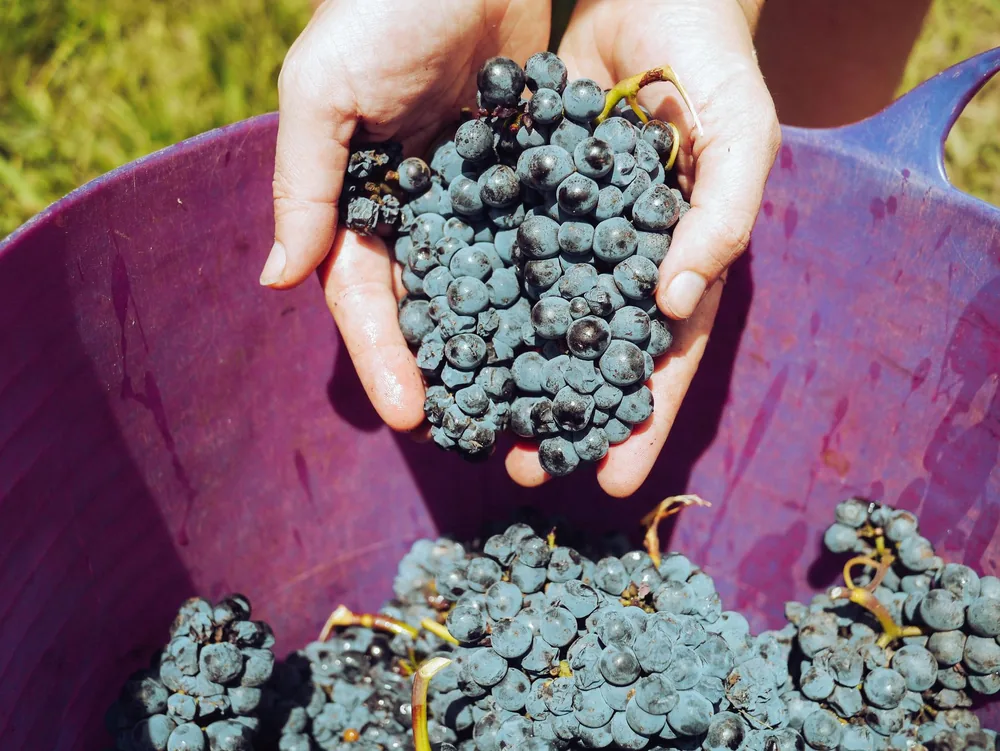 Hands holding fresh grapes in a vineyard during harvest season