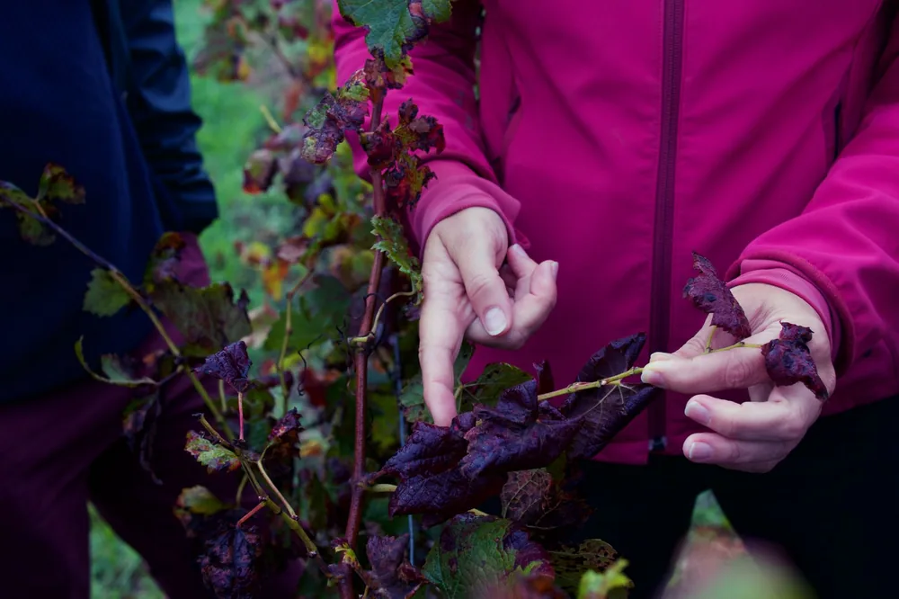 Hands inspecting grape leaves with disease in a vineyard in Léognan