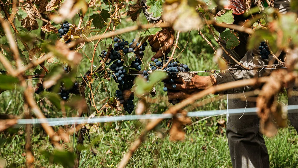 Hands picking ripe grapes in a vineyard, showcasing the grape harvest process