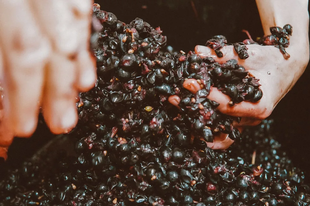 Hands squeezing ripe grapes in a close-up shot, ideal for wine-making concepts