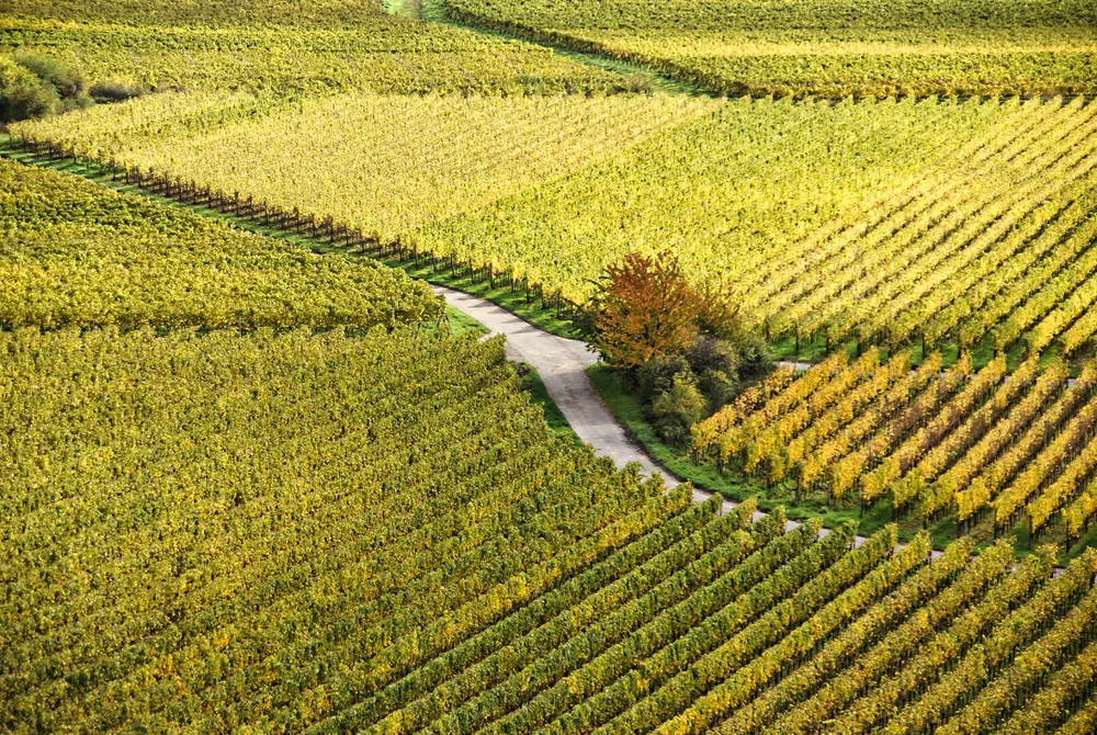 High angle view of colorful vineyards in autumn, featuring a winding rural road