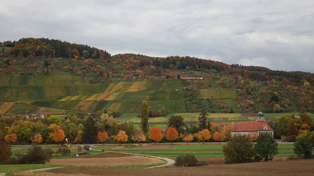 Idyllic autumn scene of vineyards and colorful trees on a hillside