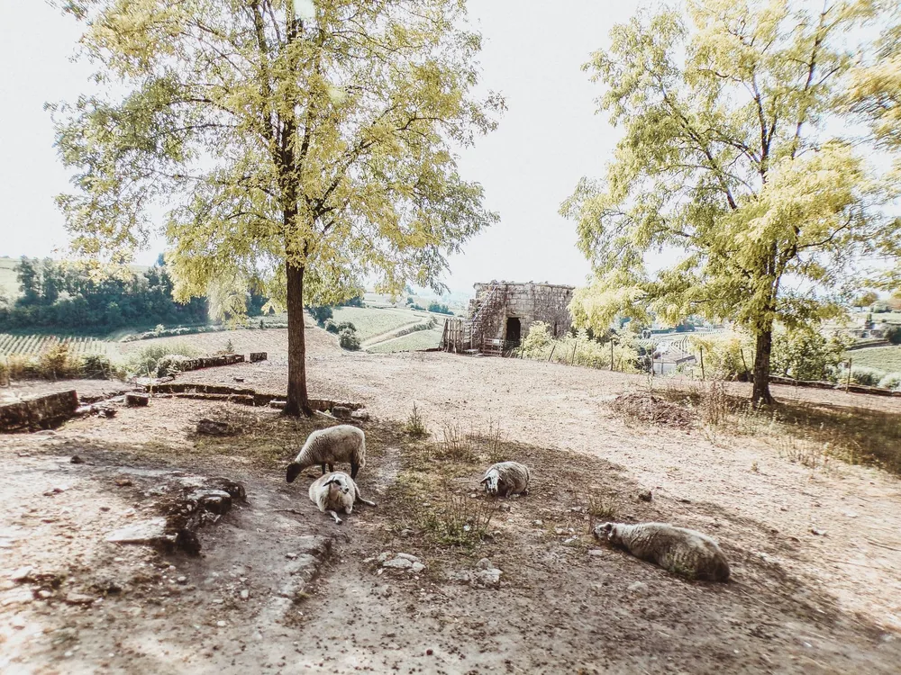 Idyllic countryside view featuring sheep grazing under trees in a rural landscape