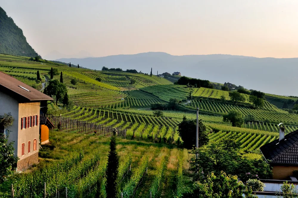 Idyllic countryside vineyard landscape featuring lush green rolling hills under a serene sky