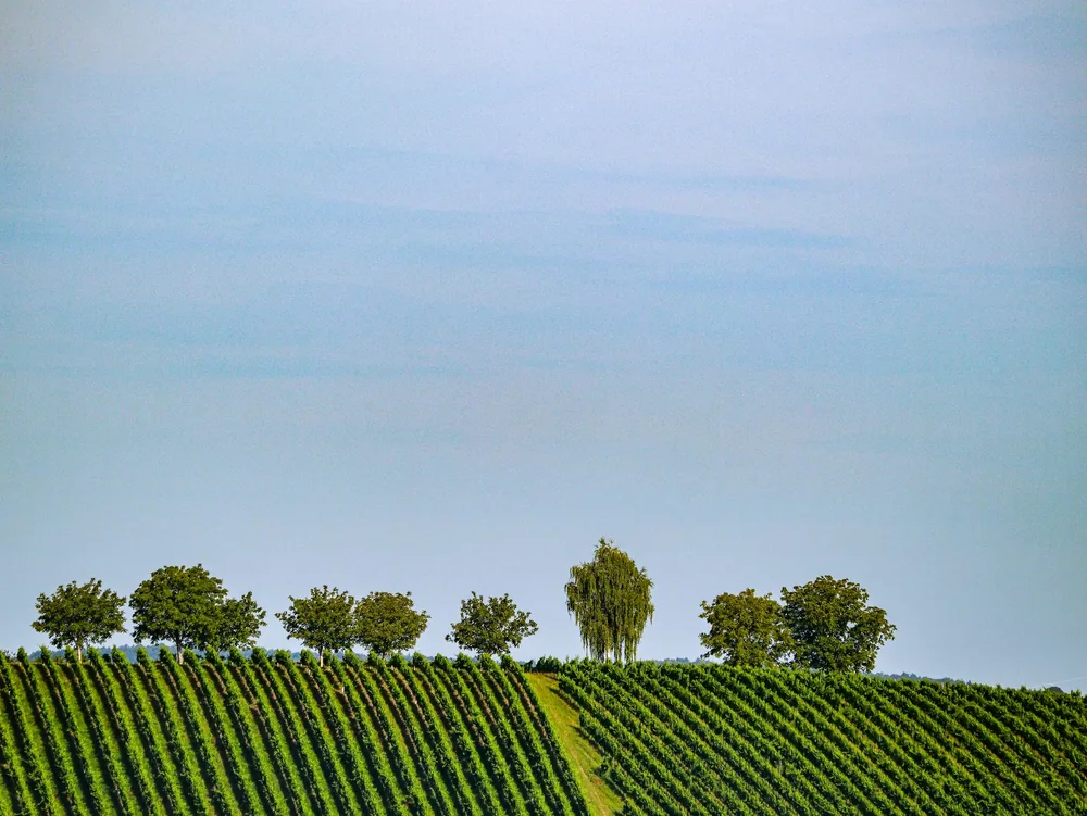 Idyllic view of a vineyard with rows of vines under a clear blue sky